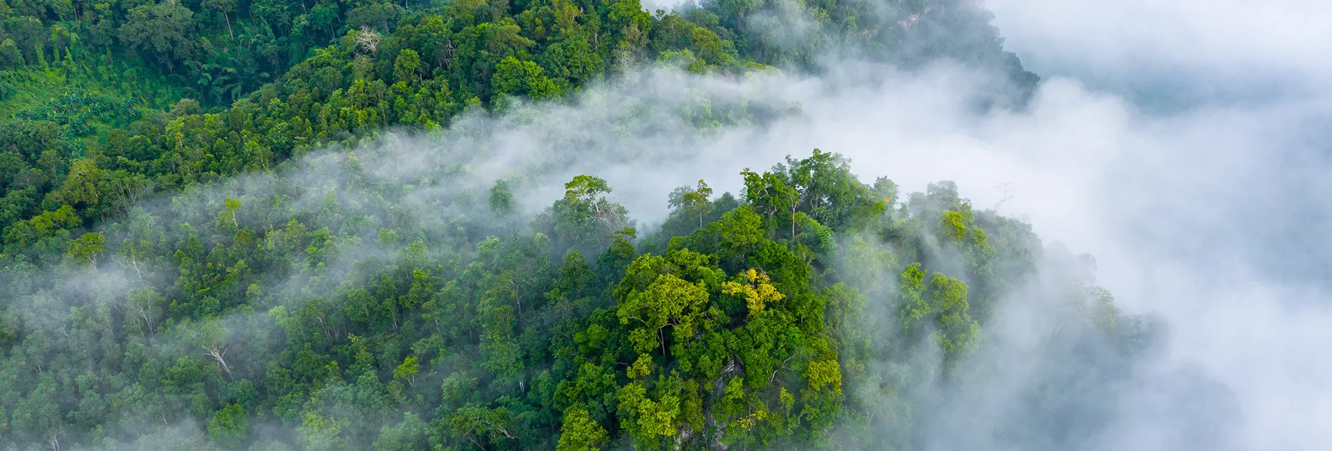Dense green forest shrouded in mist, symbolizing sustainability.