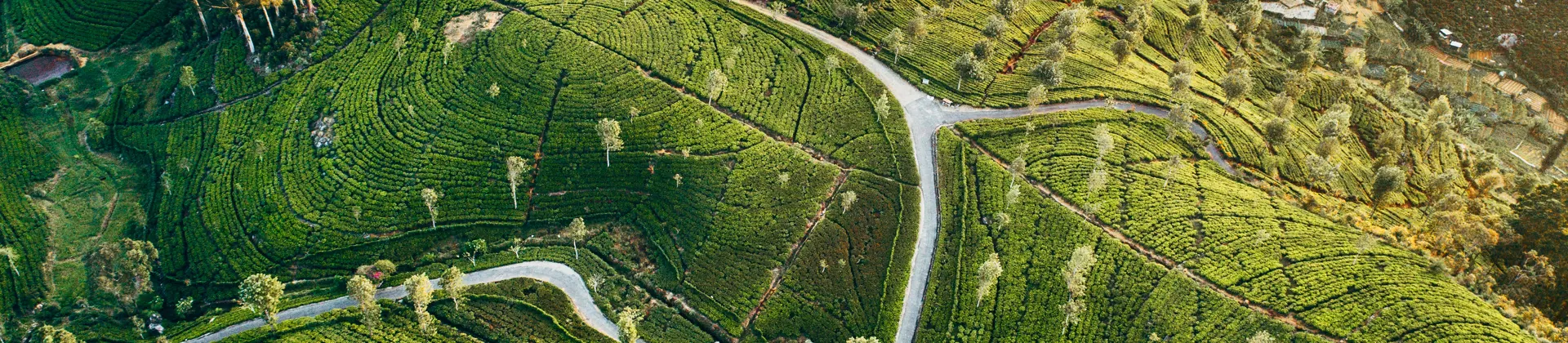 Aerial view of lush green tea plantations and winding roads, symbolizing Scan Global Logistics' expansive and interconnected operations